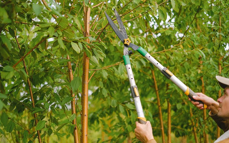 Tree trimming in Mason City, IA